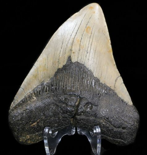 Megalodon Tooth - North Carolina #38701